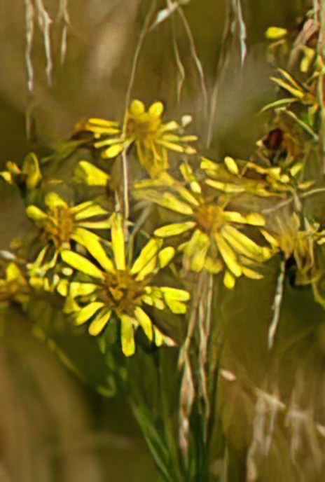 Ragwort in Tufted Hair-grass