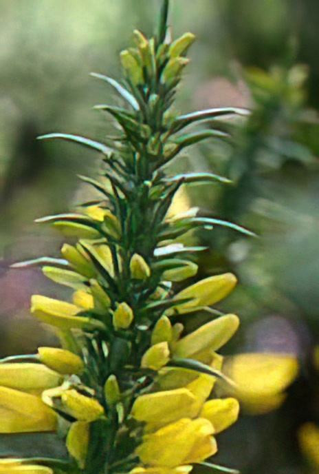 Western Gorse
