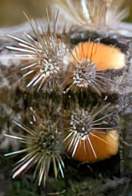 Scarce Footman (caterpillar)
