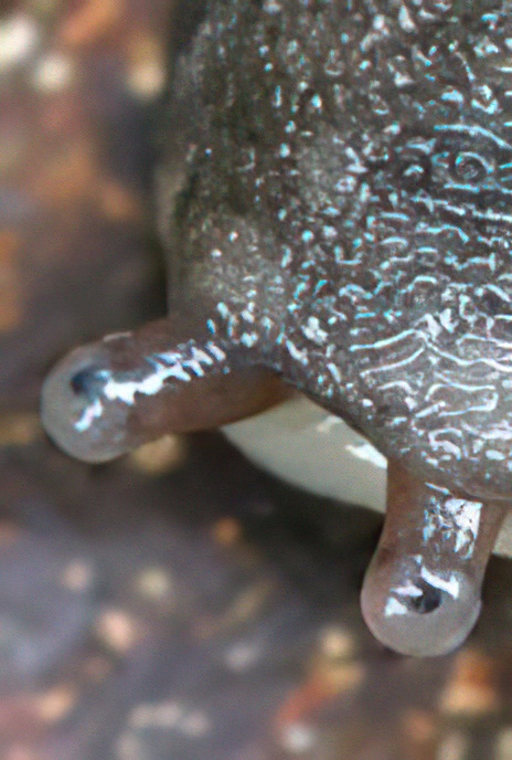 Leopard Slug
