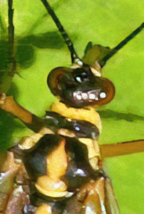 Scorpion Fly