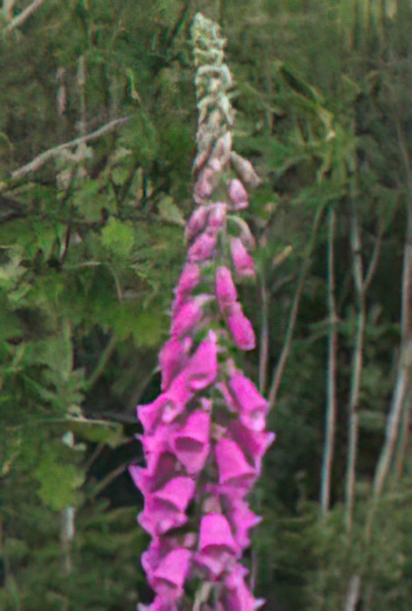 Foxglove