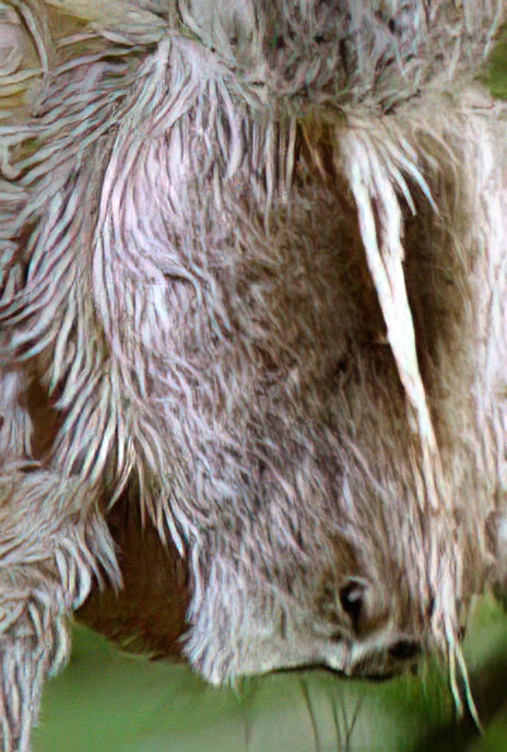 Nursery Web Spider