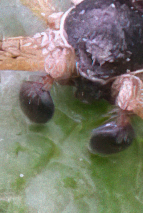 House Crab Spider (male and female)