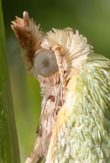 Green Oak Tortrix Moth