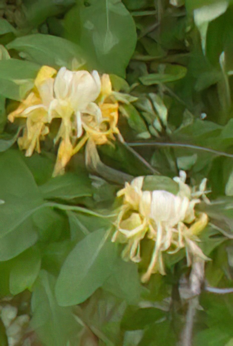 Honeysuckle