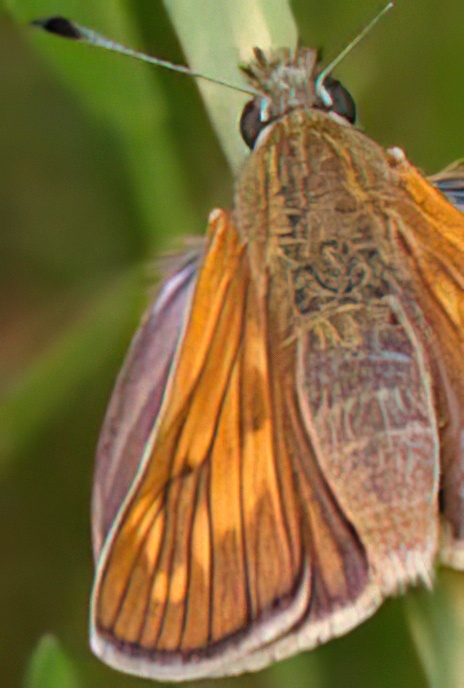 Large Skipper