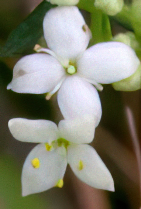 Hedge Bedstraw