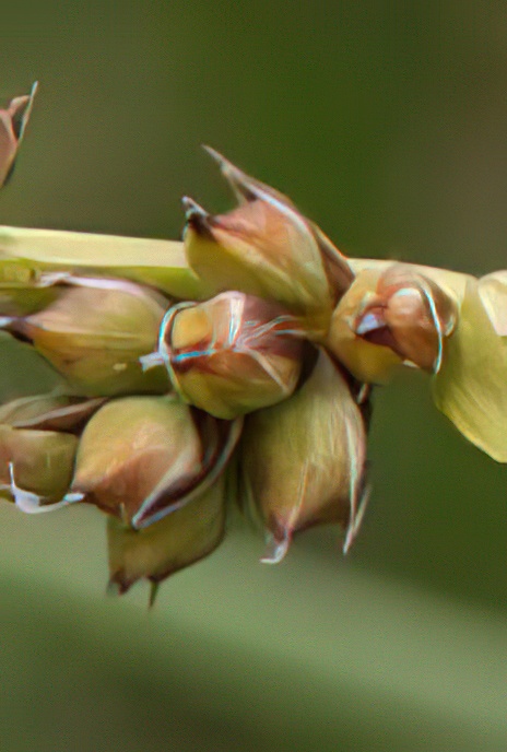 Pill Sedge