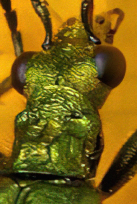 Thick-legged Flower Beetle – Male (see Ripple for female)