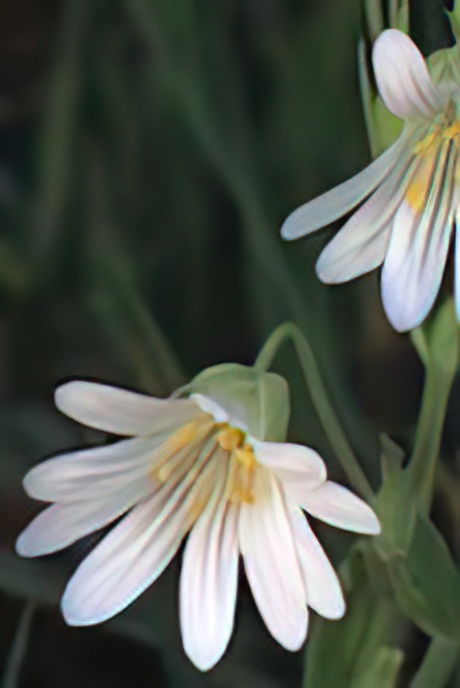 Greater Stitchwort