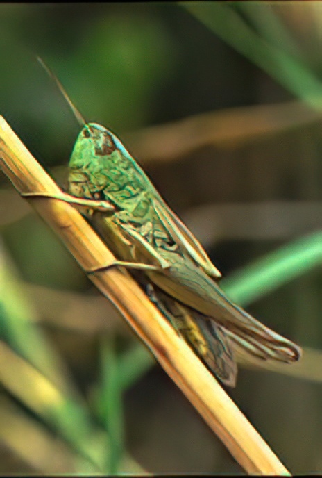 Meadow Grasshopper