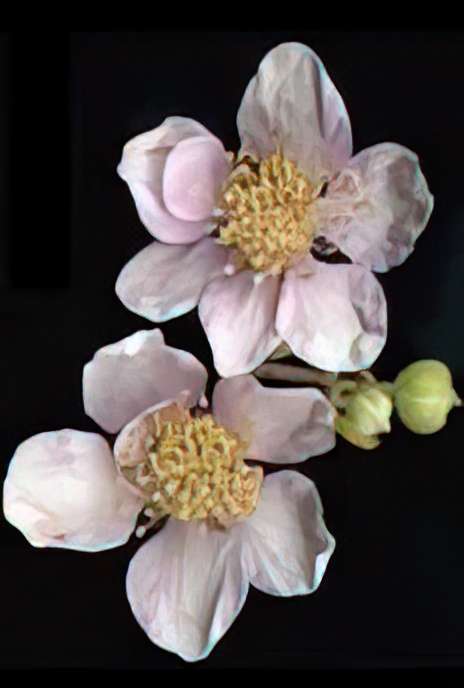 Bramble