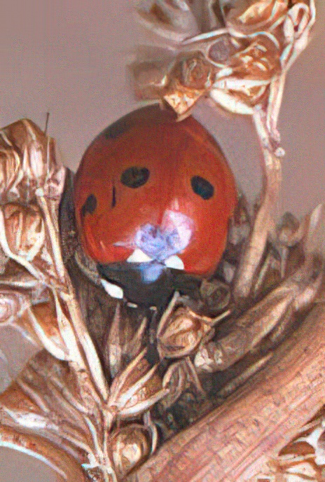 7-spot Ladybird and larva