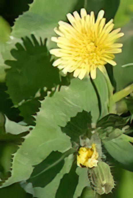 Perennial Sow-thistle