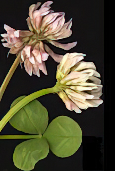White Clover