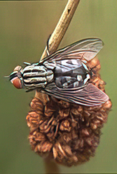 Common Flesh Fly