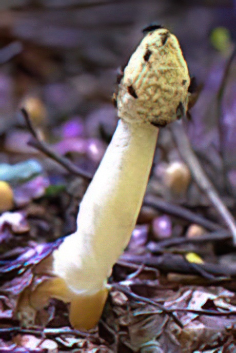 Stinkhorn