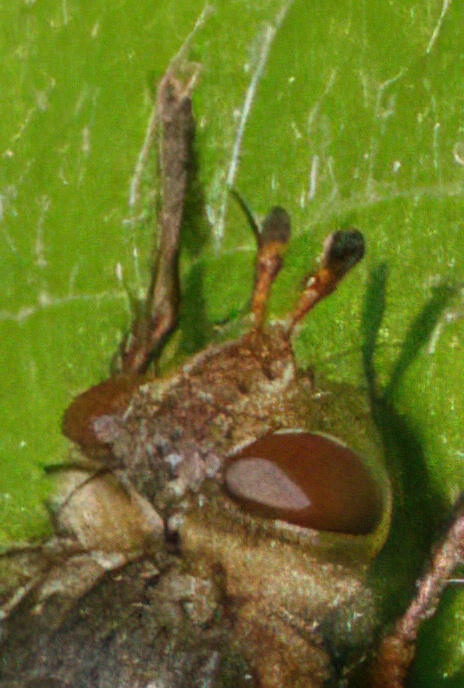 Parasitic Tachinid Fly (lay eggs in butterfly – Orange Tip – caterpillars)