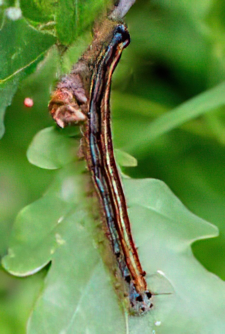 Lackey Moth (caterpillar)