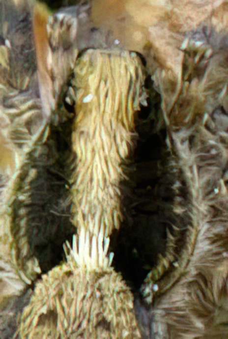 Wolf Spider