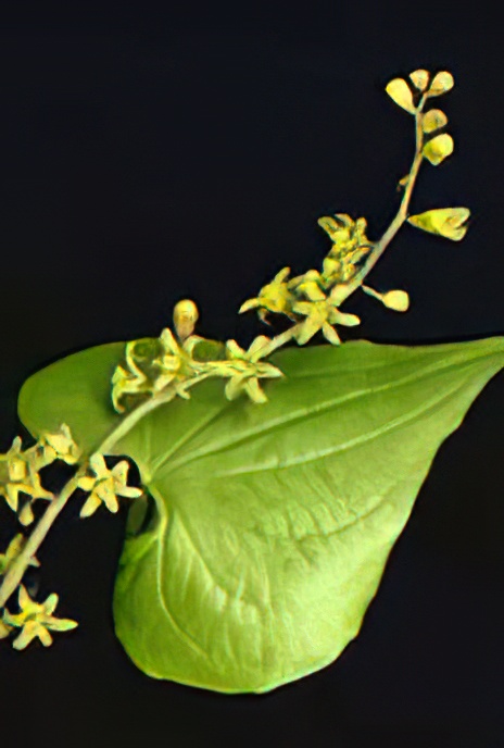 Black Bryony