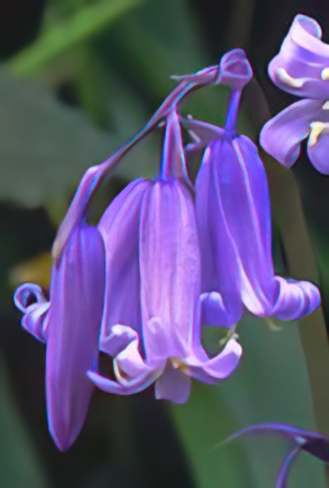 Bluebell