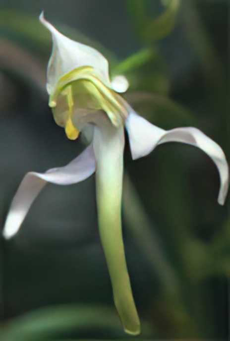 Greater Butterfly Orchid