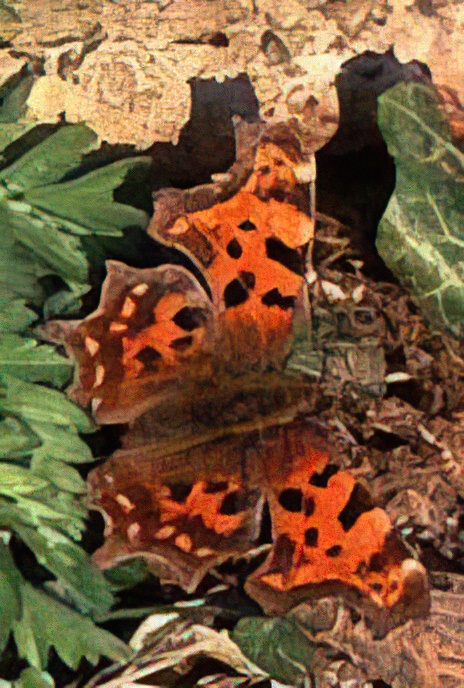 Comma Butterfly
