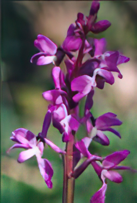 Early Purple Orchid