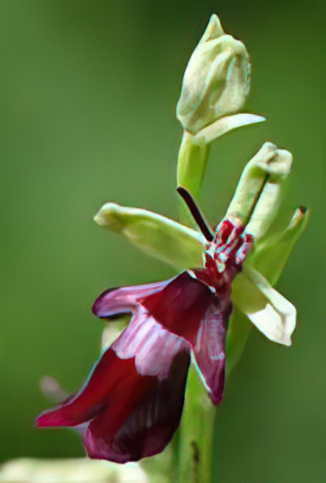Fly Orchid