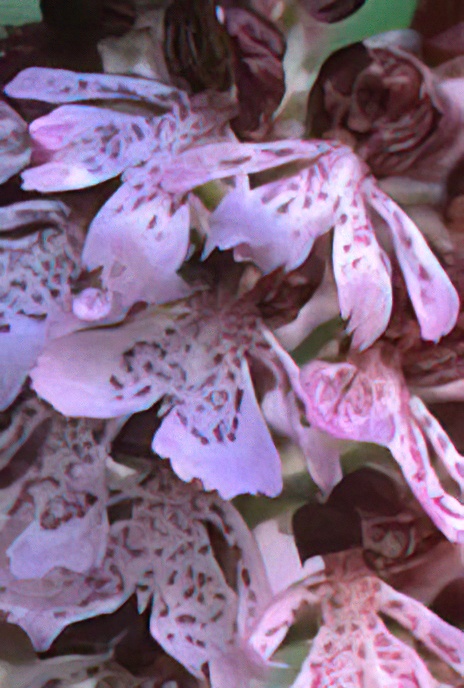 Lady Orchid