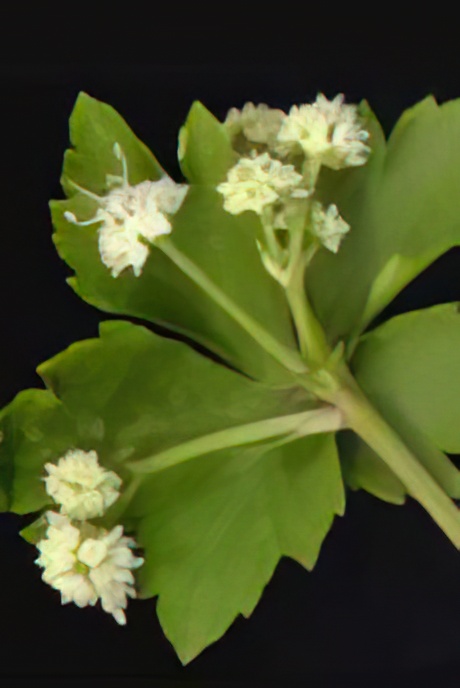 Sanicle