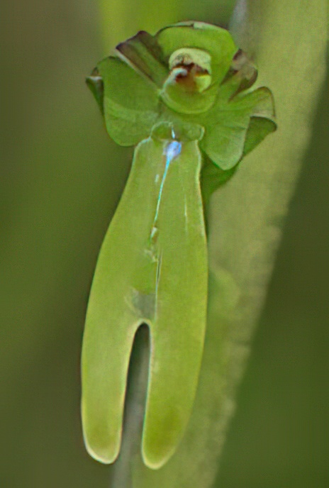 Common  Twayblade