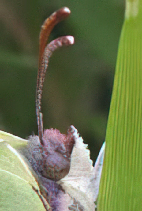 Brimstone Butterfly
