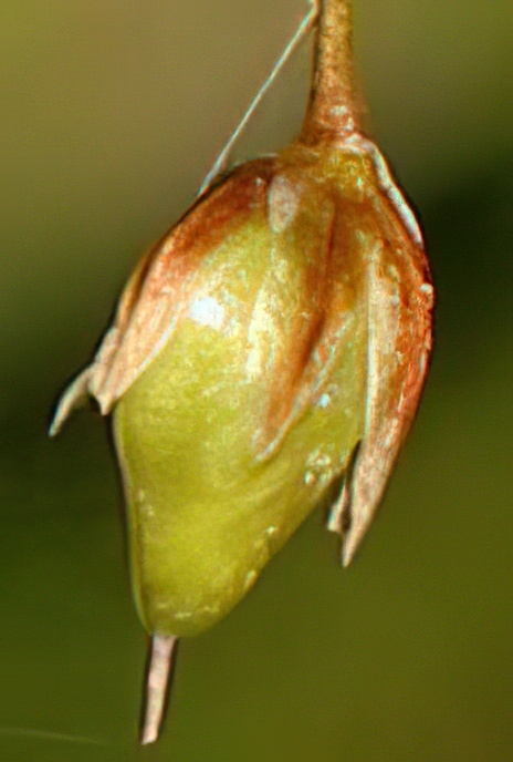 Hairy Wood Rush