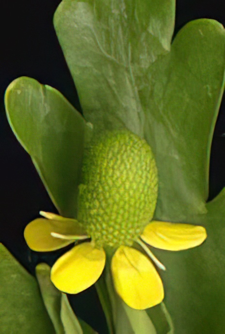 Celery-leaved Buttercup