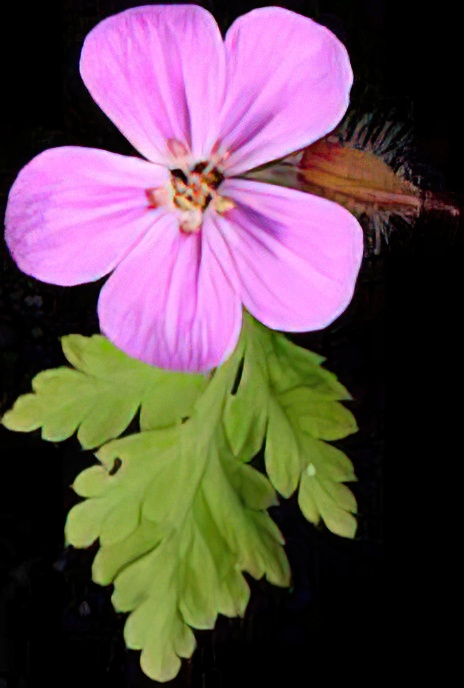 Herb Robert
