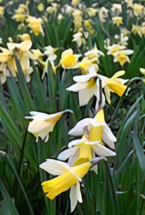 Daffodils