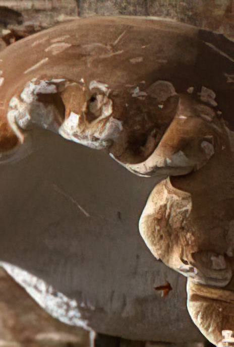 Birch Polypore