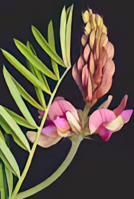 Sainfoin