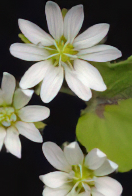 Water Chickweed