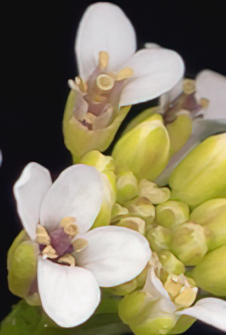 One-rowed Watercress