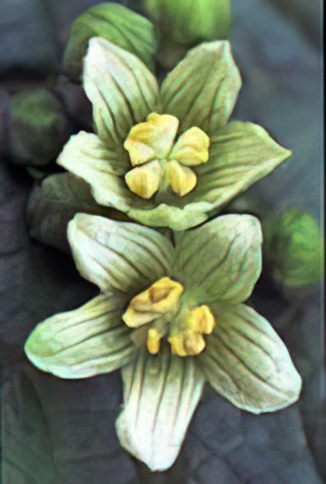 White Bryony