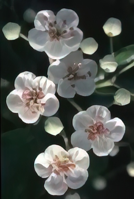 Hawthorn