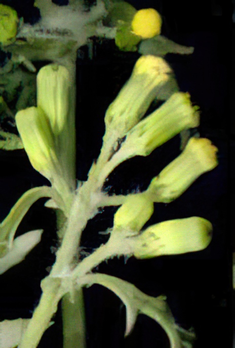 Groundsel