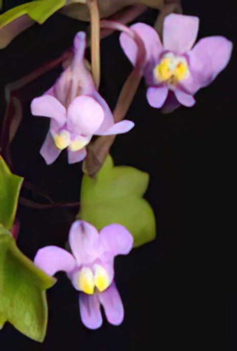 Ivy-leaved Toadflax