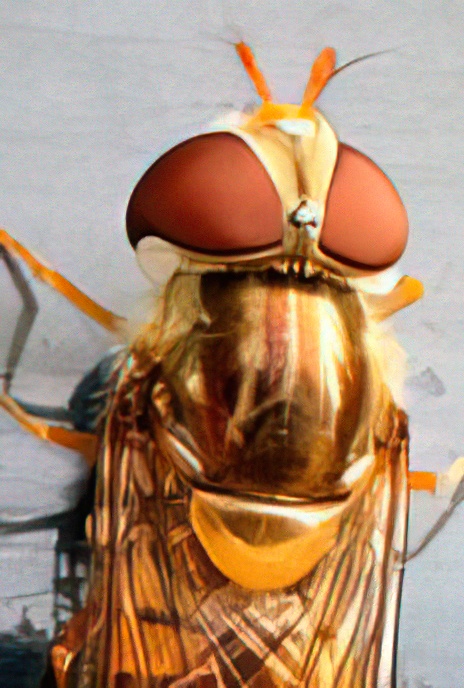 Marmalade Fly