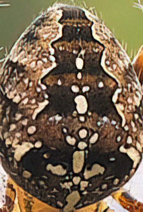 Garden Spider or Cross Spider