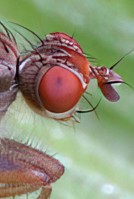 Dipteran Fly